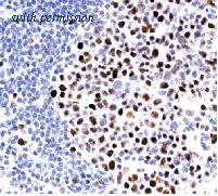 OriGene DM430-05 image 1
