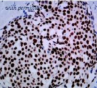 OriGene DRM001 image 1