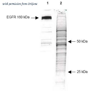 OriGene R1176 image 1