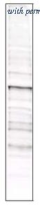 OriGene R1178 image 1