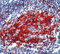 OriGene SM1100 image 1