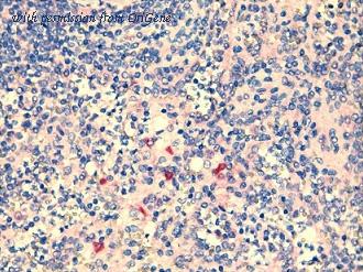OriGene SM1825BS image 1