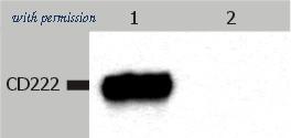 OriGene SM2004PS image 1