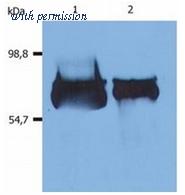 OriGene SM3000B image 1