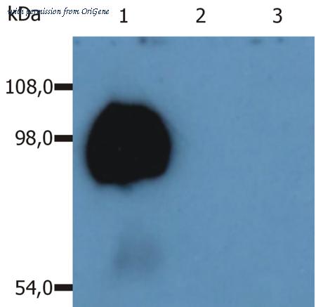 OriGene SM3023P image 1