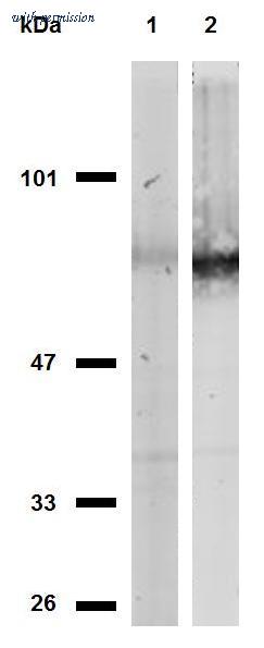 OriGene SM3024P image 1