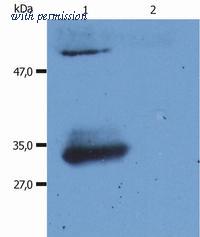 OriGene SM3062P image 1