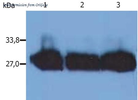 OriGene SM3064P image 1