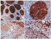 OriGene SM3069P image 1