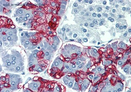 OriGene SM3091P image 1