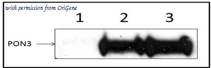 OriGene TA150044S image 1