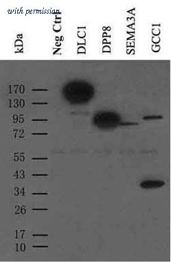 OriGene TA150121-1 image 1