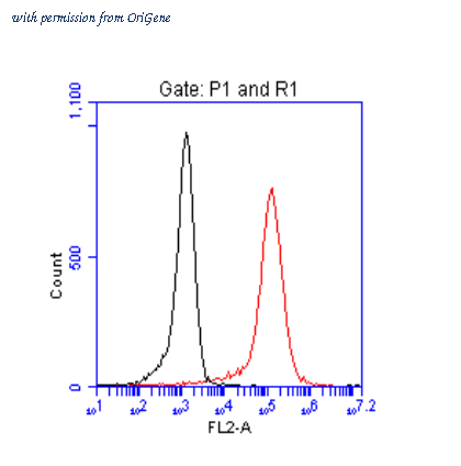 OriGene TA150130 image 1