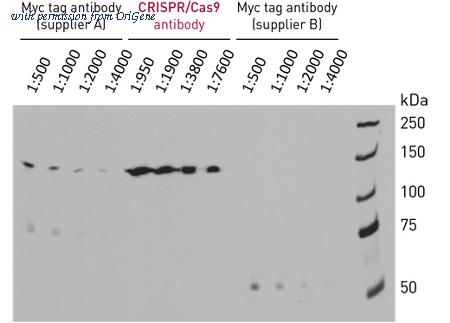 OriGene TA160001 image 1