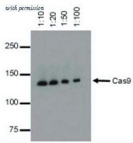 OriGene TA160002 image 1