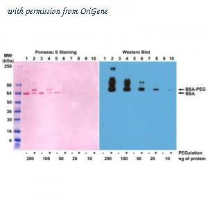 OriGene TA160003 image 1