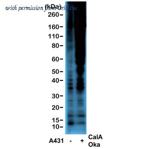 OriGene TA160004 image 1