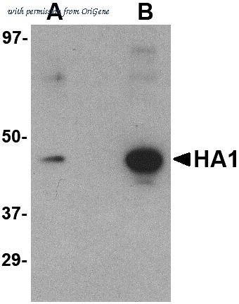 OriGene TA160034 image 1