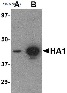 OriGene TA160035 image 1
