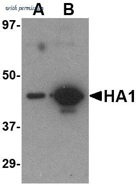 OriGene TA160036 image 1