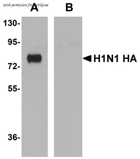 OriGene TA160039 image 1