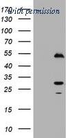 OriGene TA180010 image 1