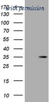 OriGene TA180084 image 1