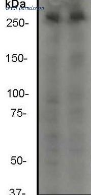 OriGene TA300537 image 1