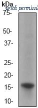 OriGene TA300636 image 1