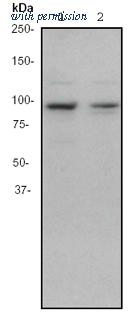 OriGene TA300638 image 1