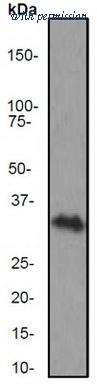 OriGene TA300779 image 1