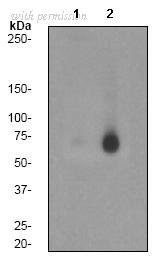 OriGene TA301075 image 1