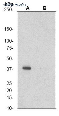 OriGene TA303464 image 1