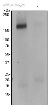 OriGene TA303505 image 1