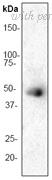 OriGene TA303762 image 1