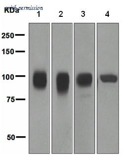 OriGene TA307534 image 1