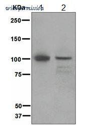 OriGene TA307584 image 1