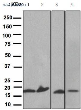 OriGene TA307716 image 1