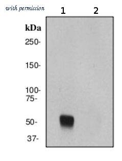 OriGene TA307724 image 1