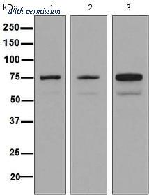 OriGene TA310432 image 1