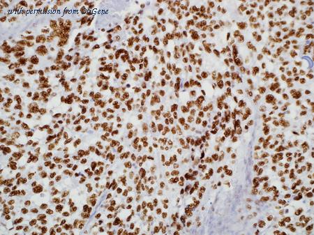 OriGene TA327744 image 1