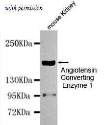 OriGene TA346871 image 1