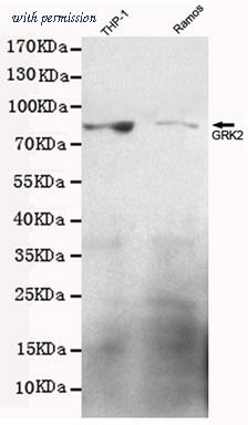 OriGene TA346873 image 1