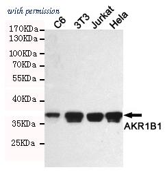 OriGene TA346874 image 1