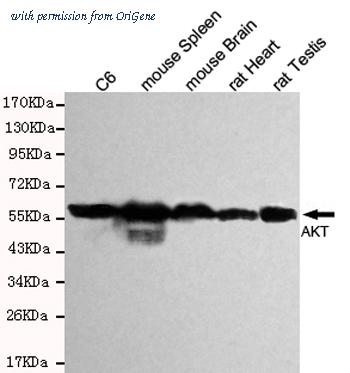 OriGene TA346875 image 1