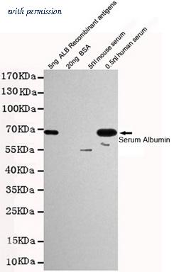 OriGene TA346878 image 1