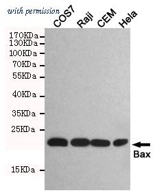 OriGene TA346891 image 1