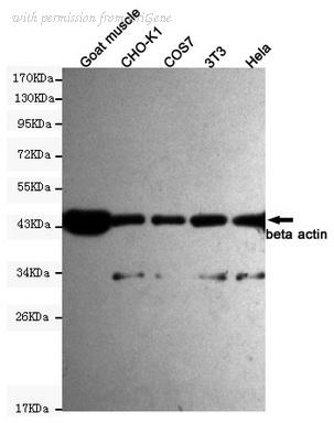 OriGene TA346893 image 1
