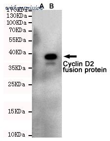 OriGene TA346906 image 1