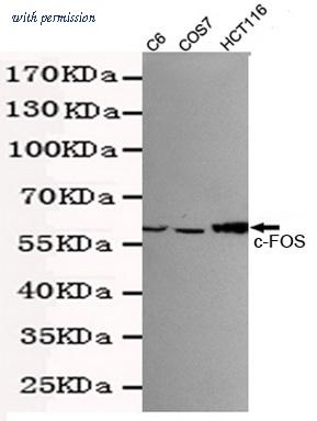 OriGene TA346914 image 1